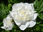 Peonies