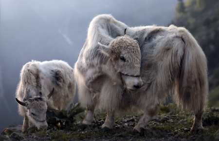 Cattle - cattle, fur, highland, nature