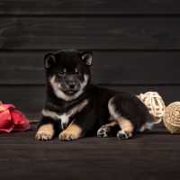 Shiba Inu