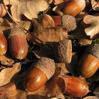 Acorns