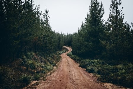 Path - Path, sand, nature, tree