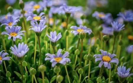 Blue Daisies - daisies, flowers, nature, blue