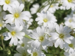 White Flowers