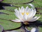 Waterlily