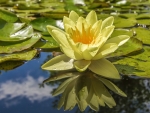 Waterlily