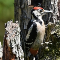 Great Spotted Woodpecker