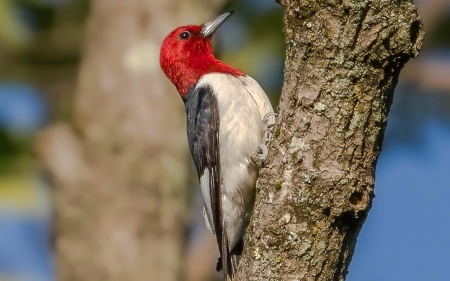 Red-Headed Woodpecker