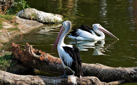 Pelicans
