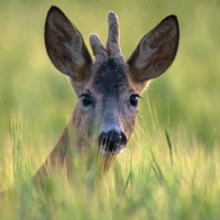 Deer in Grain Field