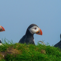 Puffins