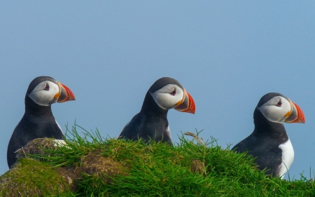 Puffins - grass, puffins, birds, animals
