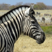 Zebras