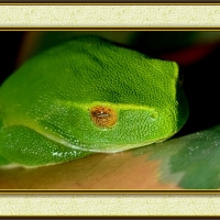 FRAMED FROGS