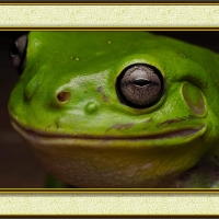 FRAMED FROGS