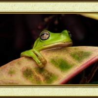 FRAMED FROGS