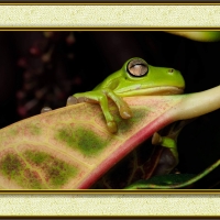 FRAMED FROGS