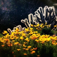 Spring Poppies And Cholla in the Sonoran Desert