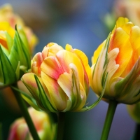 Bouquet of Tulips