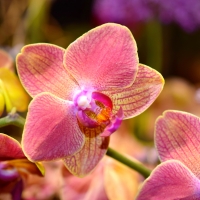 Pink orchids