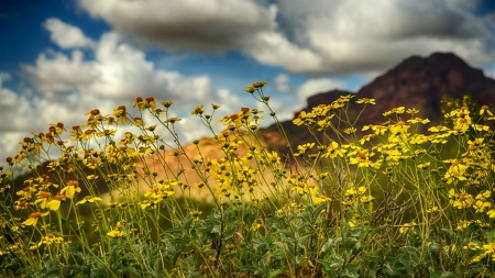 Wildflowers in the Sonoran Desert in the springtime - usa, flowers, clouds, arizona, blossoms, mountains, sky