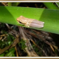 FRAMED FROGS