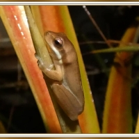 FRAMED FROGS