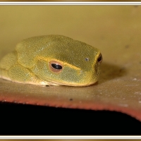 FRAMED FROGS