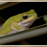 FRAMED FROGS