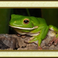 FRAMED FROGS