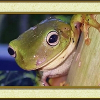 FRAMED FROGS