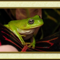 FRAMED FROGS