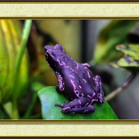 FRAMED FROGS