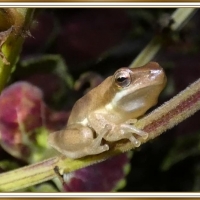 FRAMED FROGS