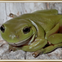 FRAMED FROGS