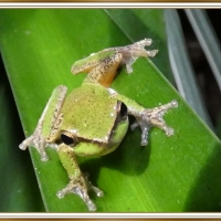 FRAMED FROGS