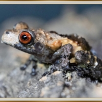 FRAMED FROGS