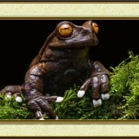 FRAMED FROGS