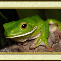 FRAMED FROGS