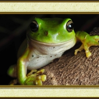 FRAMED FROGS