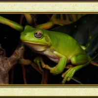 FRAMED FROGS