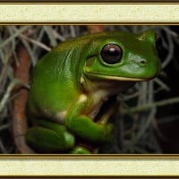 FRAMED FROGS