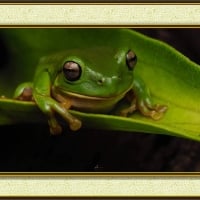 FRAMED FROGS