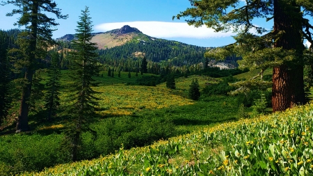 Lassen Volcanic National Park, California - usa, clouds, wildflowers, trees, blossoms, hills, landscape, sky