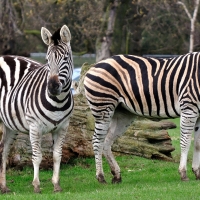Zebras