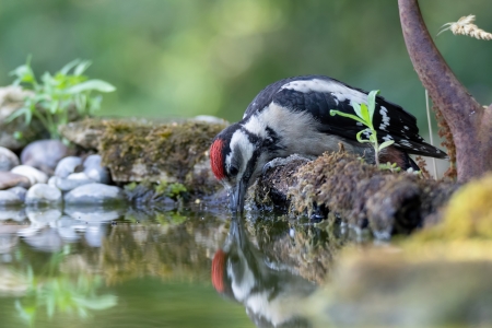 Bird - animal, birb, bird, nature