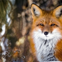 Fox