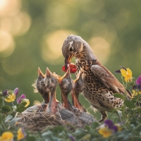 Bird Feeding