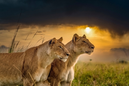 Lion - Lion, animal, sunset, africa