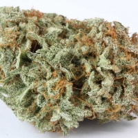 Buy Afghan Kush Strain - Best Afghan Kush Marijuana Strain Online Store USA - Buy Cheap Afghan Kush Weed Strain Online USA