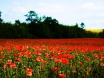 Just a field of poppies in Oregon - Willamette Valley